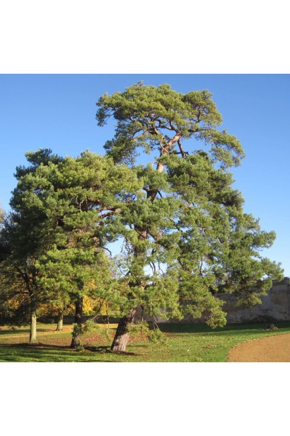 Pinus sylvestris фото